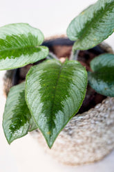 Schismatoglottis ciliata